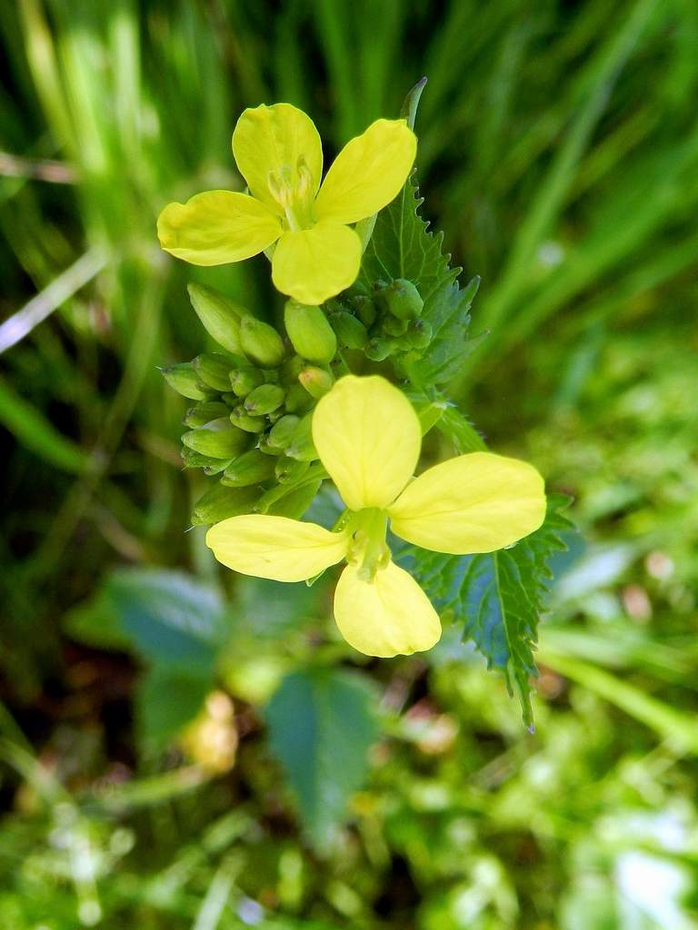 Brassicaceae sp. ?